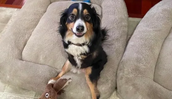 A lezione di gentilezza dal cane senza zampe